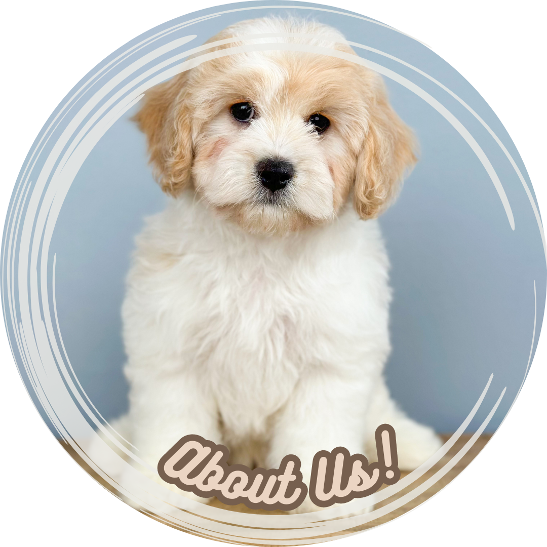 Puppies for Sale, puppy for sale, pet store, playful pets