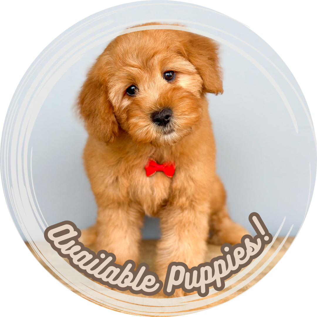 Puppies for Sale, puppy for sale, pet store, playful pets