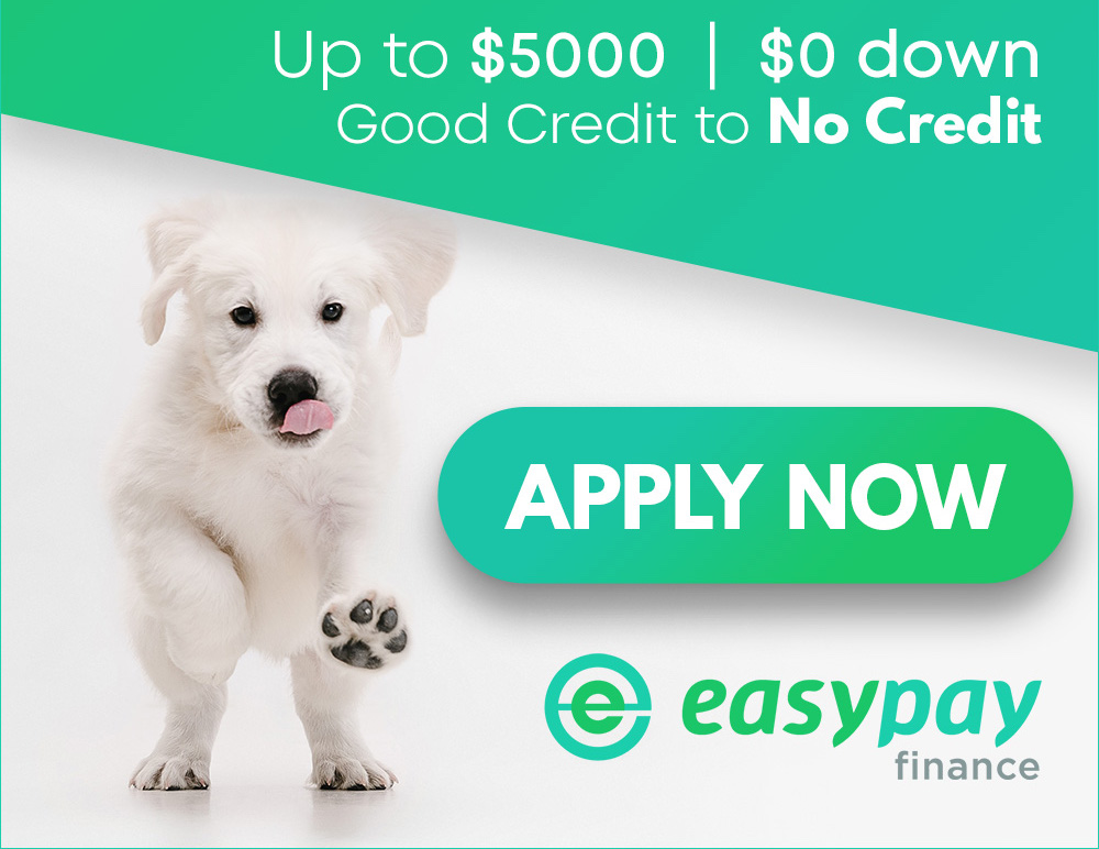 finance, financing, puppy, puppies for sale, puppies, puppy for sale, finance puppy, easy pay, easy pay finance