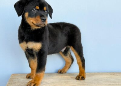 MALE ROTTWEILER PUPPY