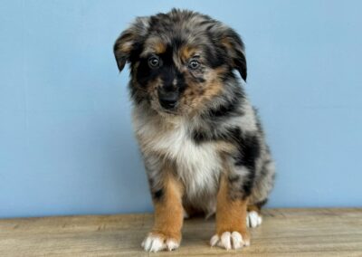 MALE AUSTRALIAN SHEPHERD PUPPY