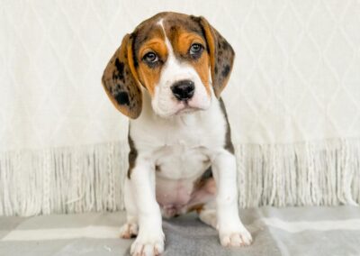 FEMALE BEABULL PUPPY