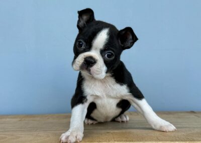 FEMALE BOSTON TERRIER PUPPY