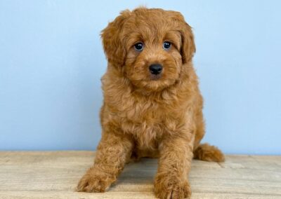 MALE CAVAPOO PUPPY