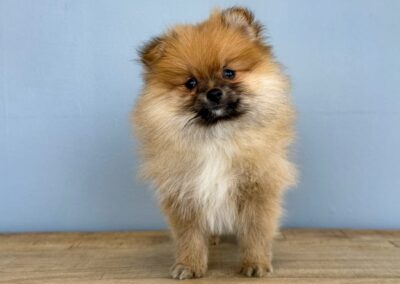 MALE POMERANIAN PUPPY