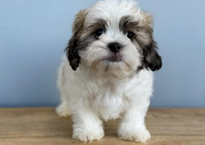 MALE TEDDY BEAR PUPPY