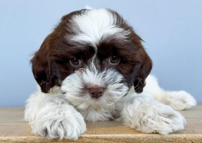 MALE SHIHPOO PUPPY