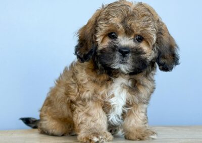 MALE SHIHPOO PUPPY