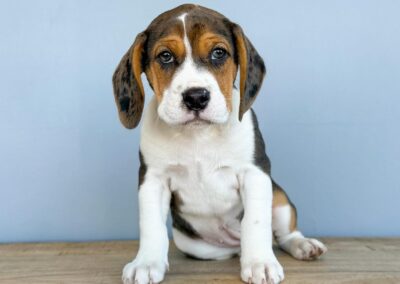 FEMALE BEABULL PUPPY