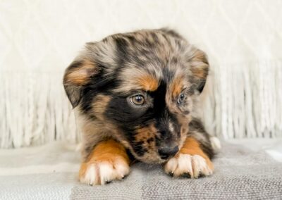 MALE AUSTRALIAN SHEPHERD PUPPY