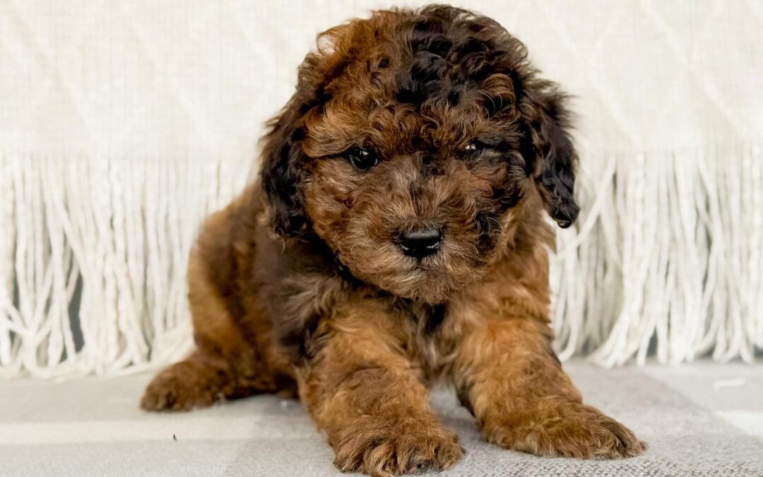 FEMALE MINI GOLDENDOODLE PUPPY