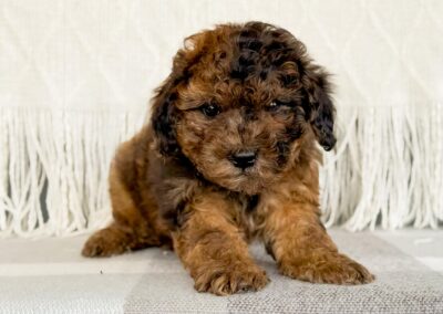 FEMALE MINI GOLDENDOODLE PUPPY