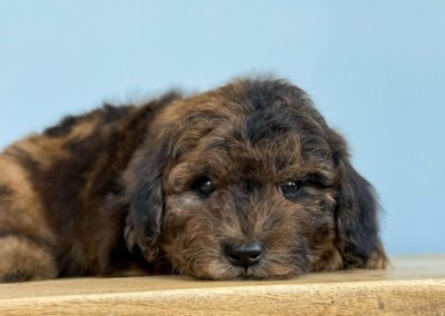 FEMALE MINI GOLDENDOODLE PUPPY