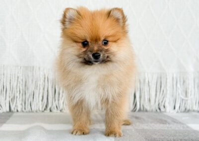 MALE POMERANIAN PUPPY