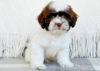 MALE SHIHPOO PUPPY