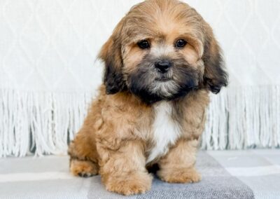 MALE SHIHPOO PUPPY