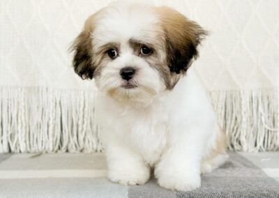 MALE TEDDY BEAR PUPPY