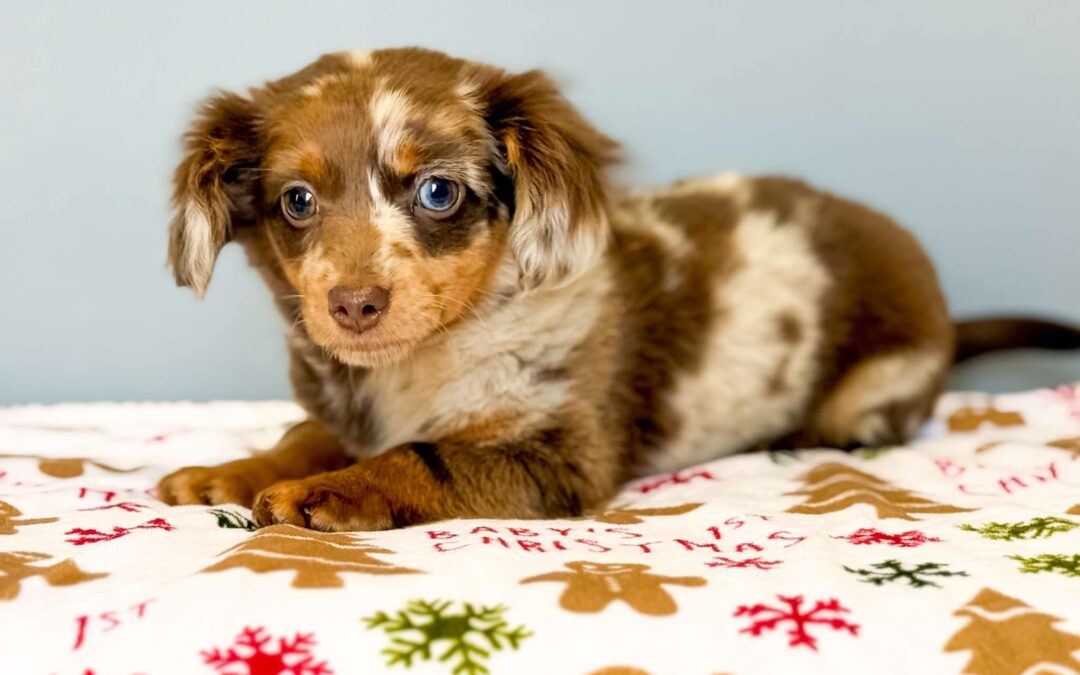 FEMALE CHIWEENIE PUPPY