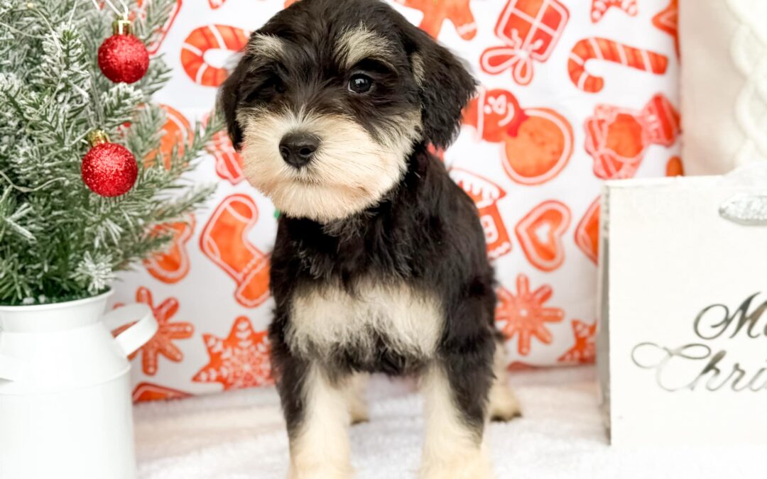 MALE MINIATURE SCHNAUZER PUPPY