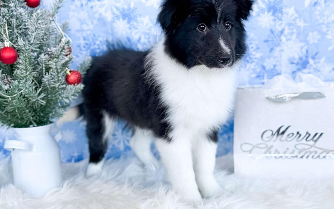 FEMALE SHETLAND SHEEPDOG PUPPY