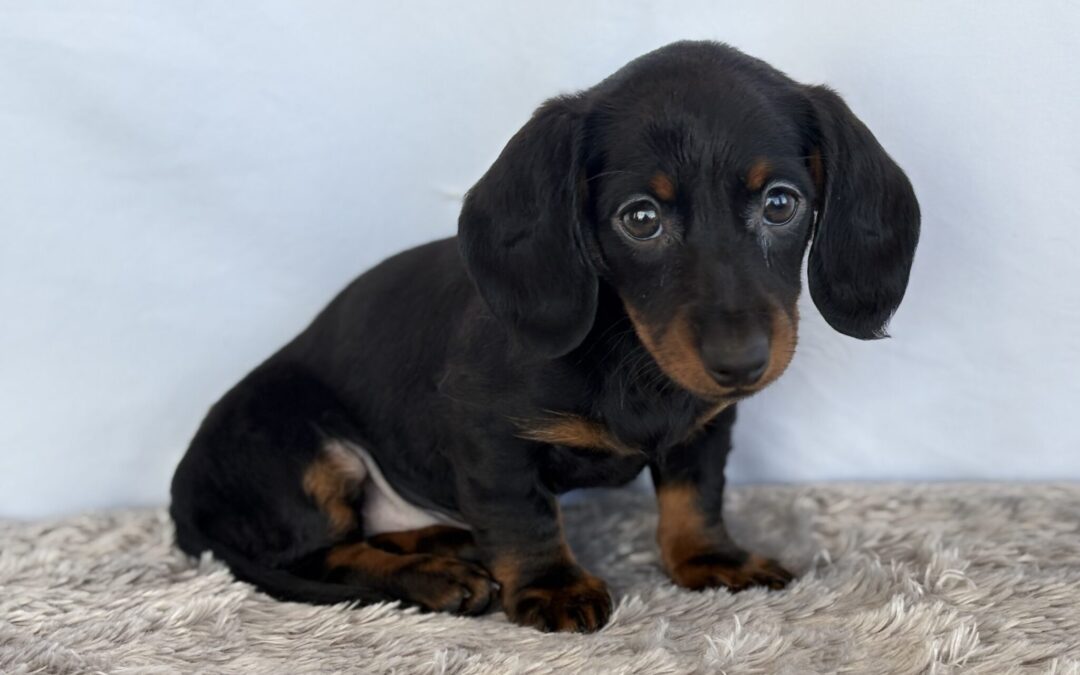 MALE MINIATURE DACHSHUND PUPPY