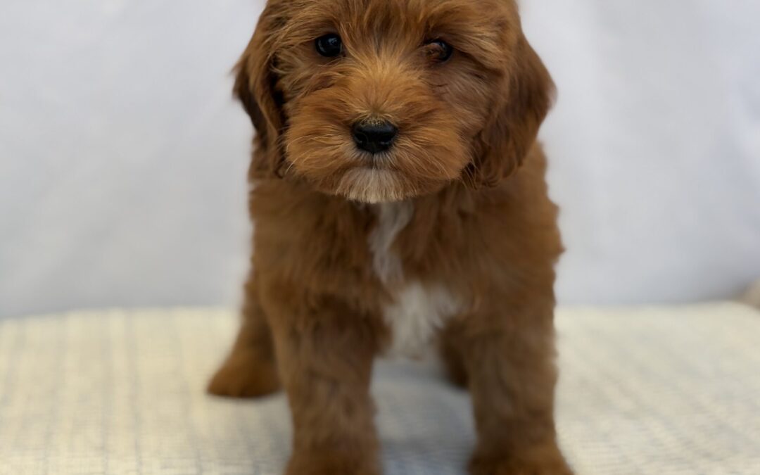 FEMALE MINI GOLDENDOODLE PUPPY