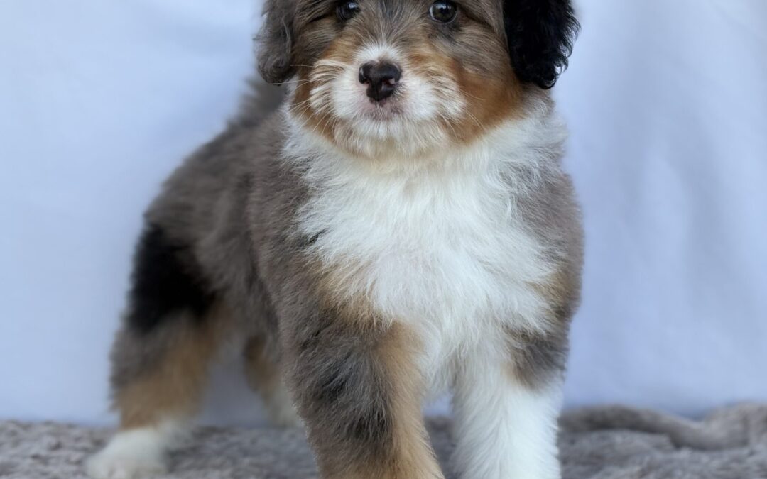 FEMALE MINI BERNEDOODLE PUPPY