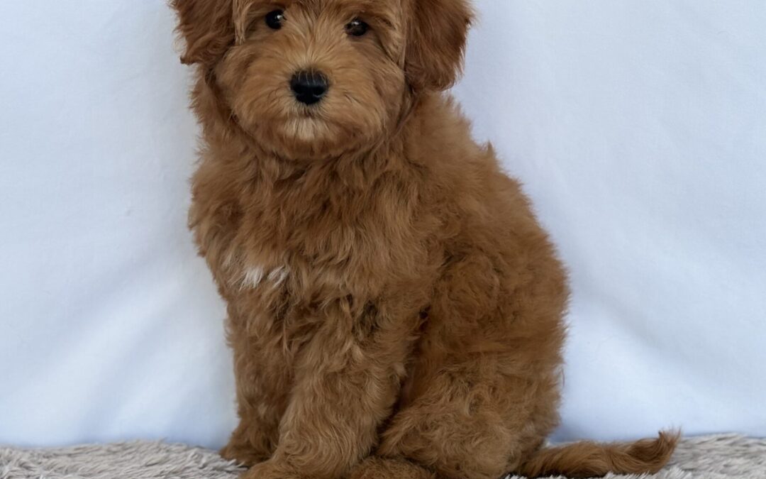 MALE MINIATURE GOLDENDOODLE PUPPY