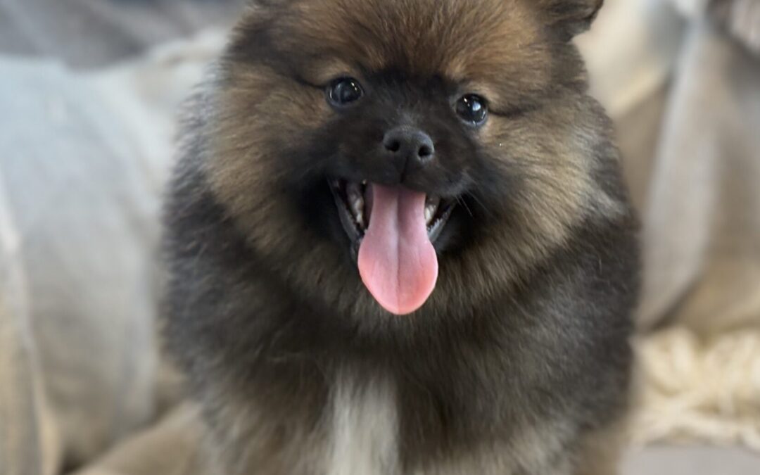 MALE POMERANIAN PUPPY