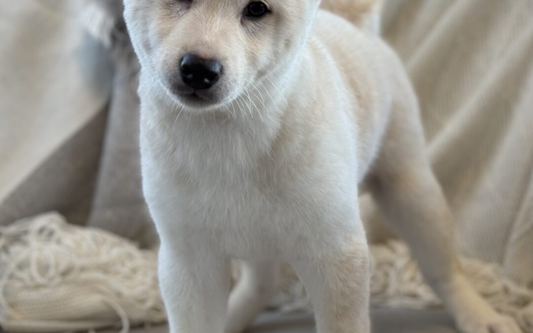 MALE SHIBA INU PUPPY