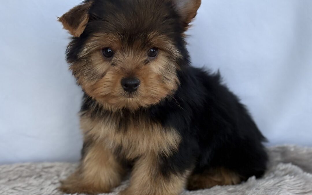 MALE YORKSHIRE TERRIER PUPPY