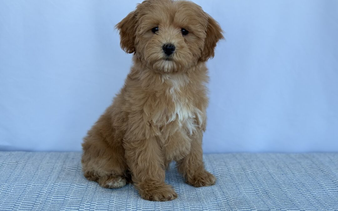 FEMALE COCKAPOO PUPPY