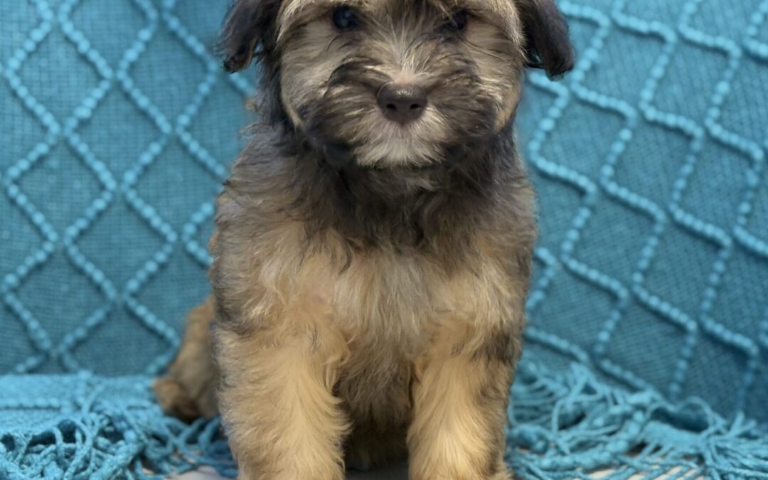 FEMALE HAVANESE PUPPY