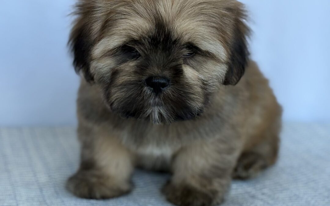 MALE LHASA APSO PUPPY