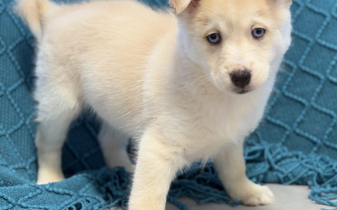 MALE POMSKY PUPPY