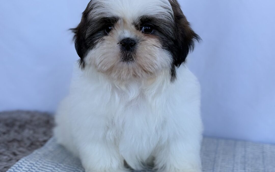 FEMALE SHIHTZU PUPPY