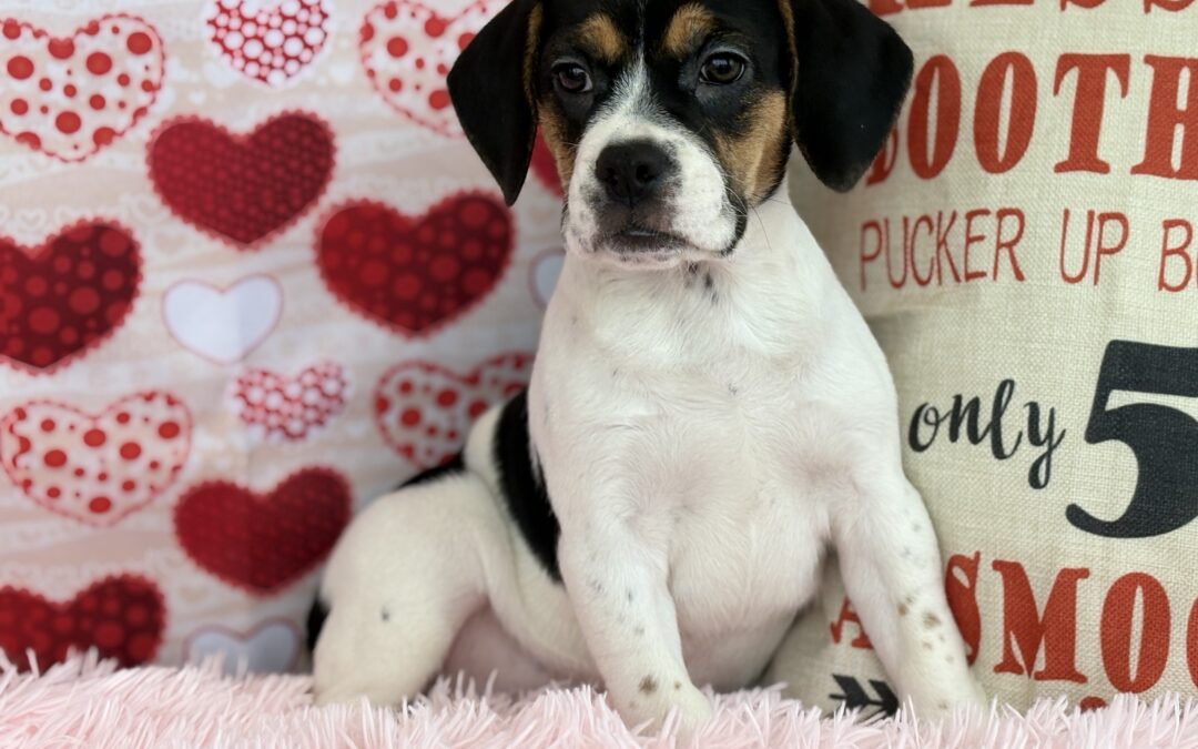 FEMALE BEABULL PUPPY
