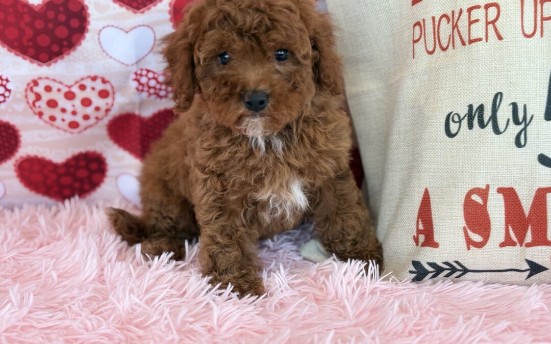 MALE CAVAPOO PUPPY