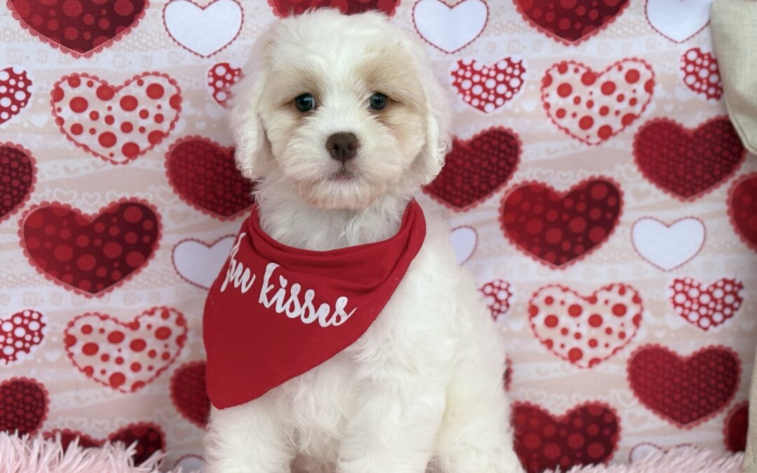 MALE COCKAPOO PUPPY