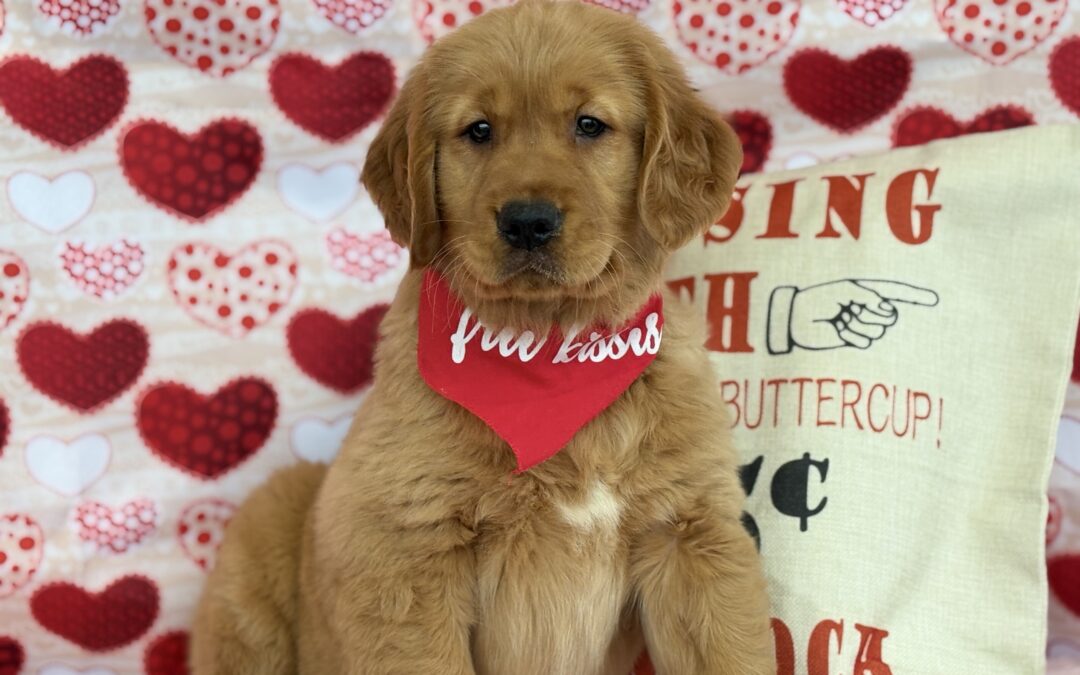 MALE GOLDEN RETRIEVER PUPPY