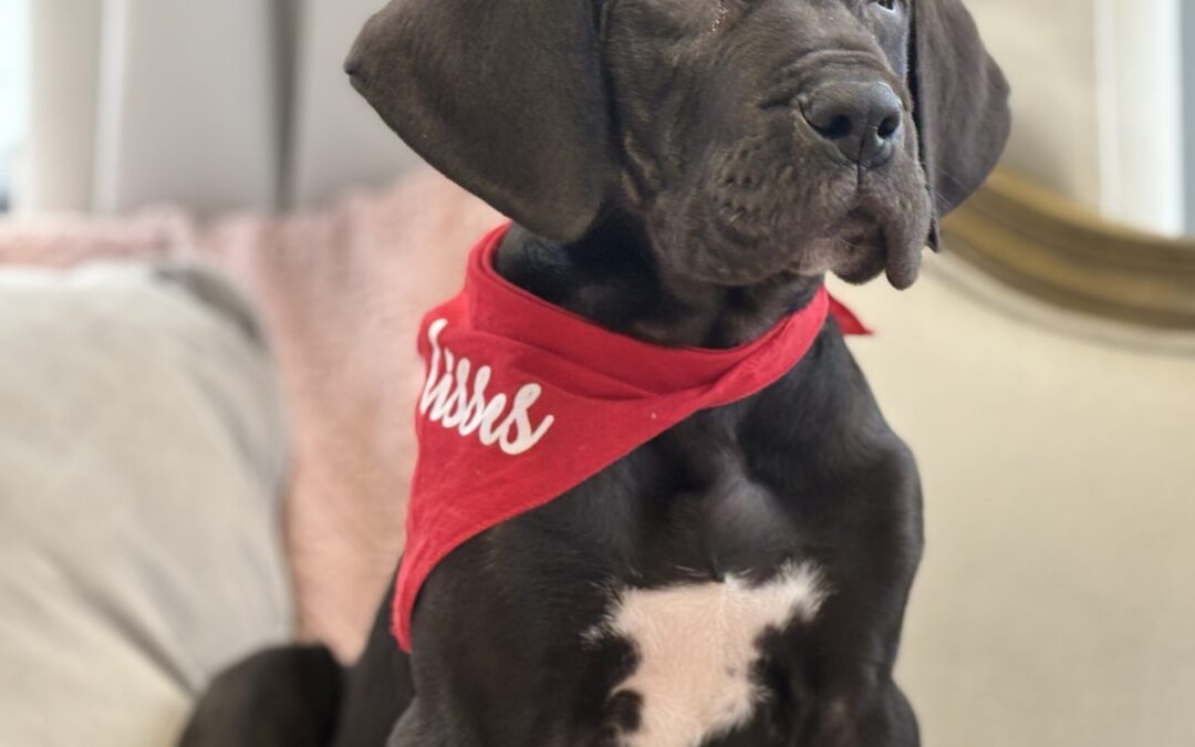MALE GREAT DANE PUPPY