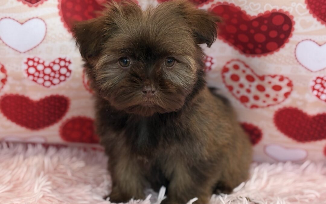 FEMALE HAVANESE PUPPY