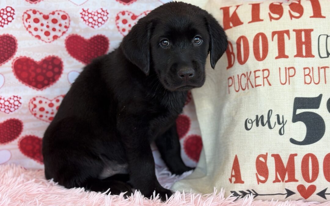 MALE LABRADOR RETRIEVER PUPPY