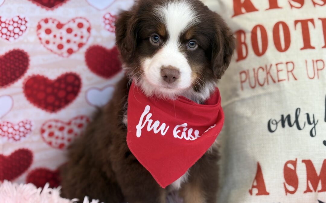 MALE MINI AUSTRALIAN SHEPHERD PUPPY