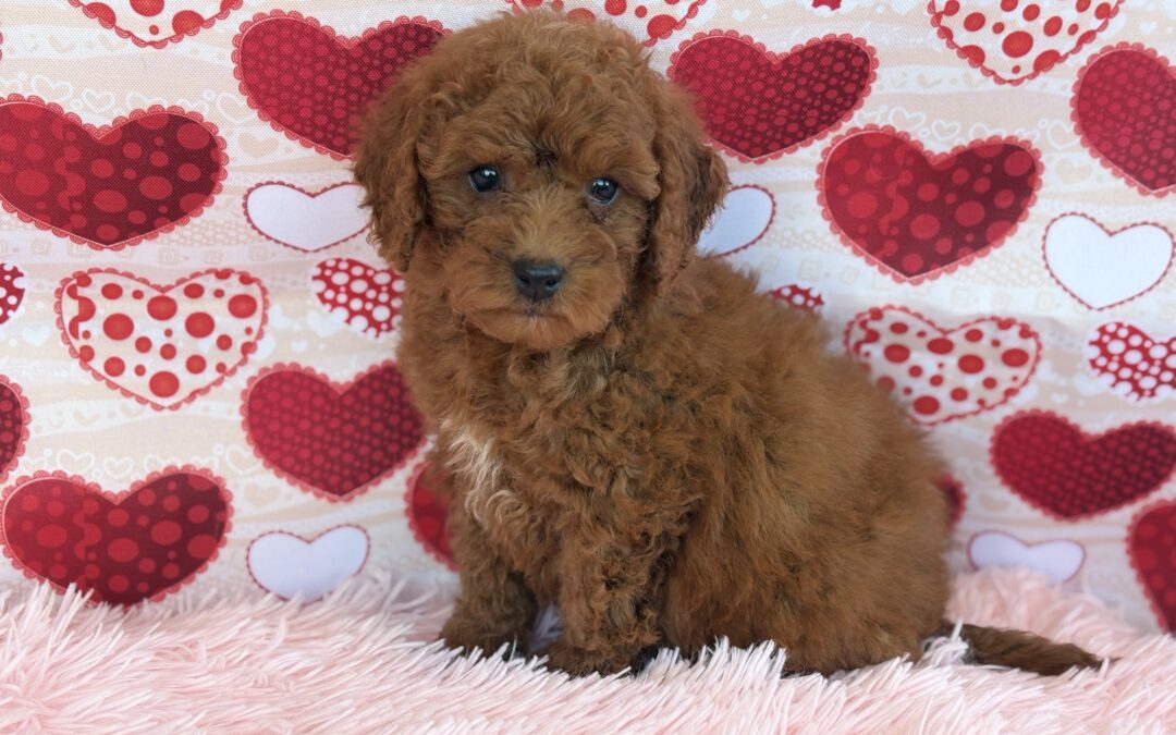 MALE MINI GOLDENDOODLE PUPPY