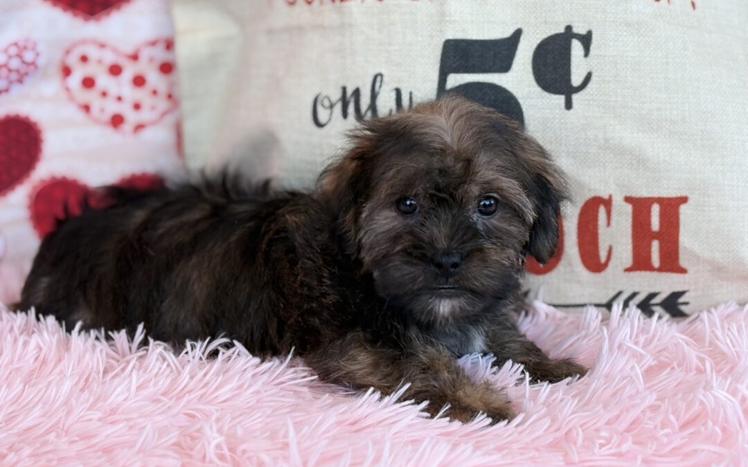MALE SHORKIE PUPPY