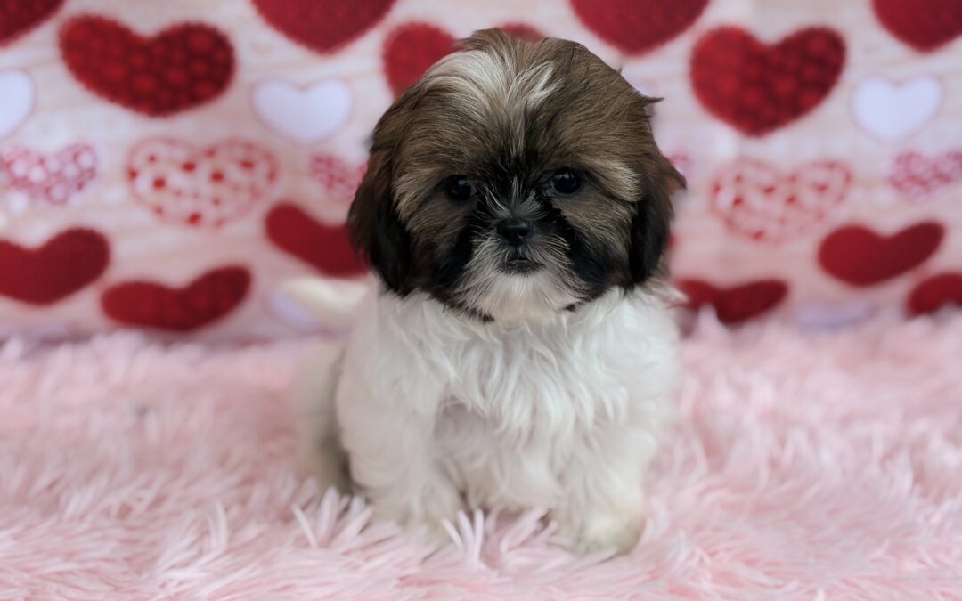 FEMALE SHIHTZU PUPPY