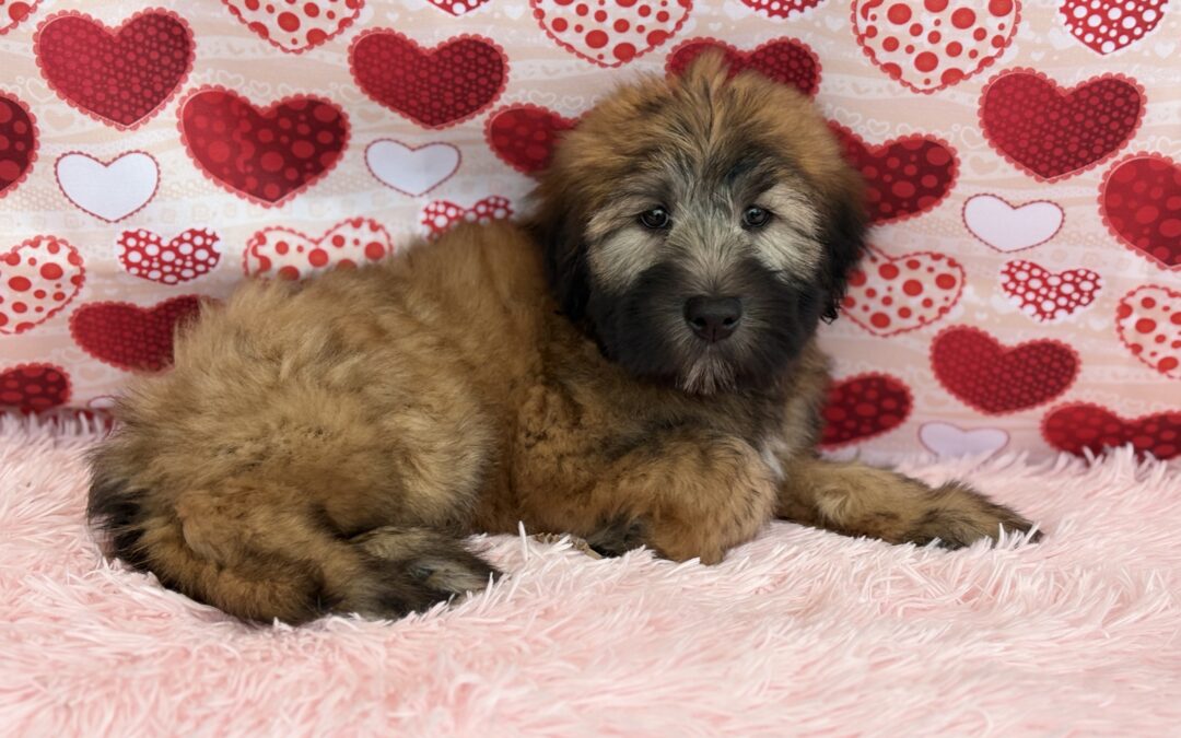 MALE SOFT COATED WHEATEN TERRIER PUPPY