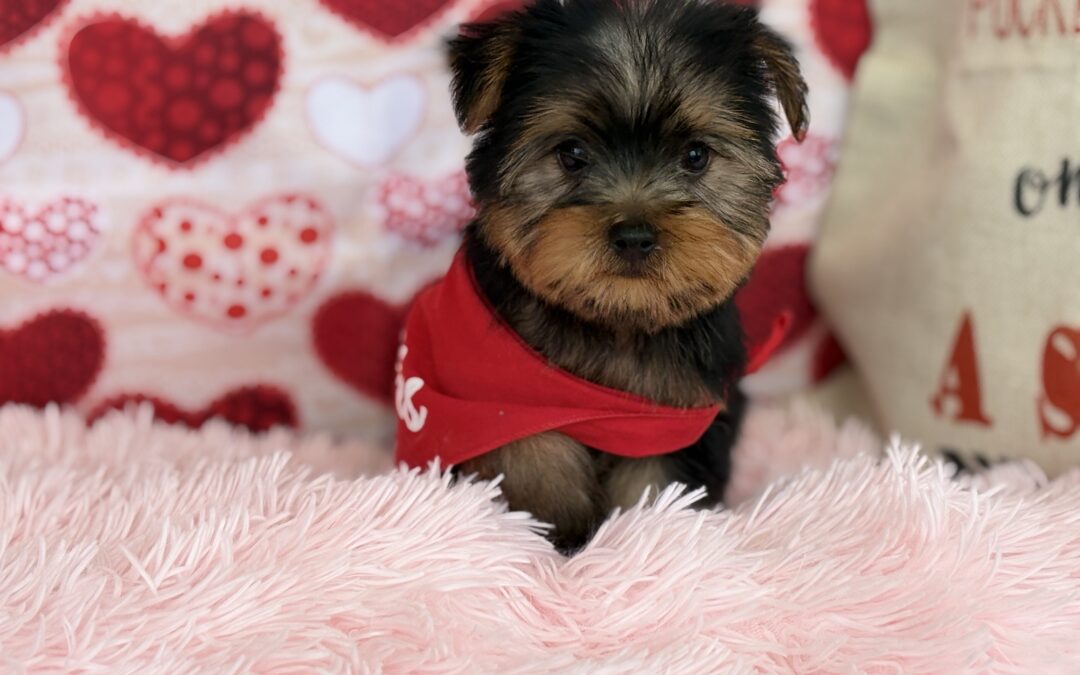 MALE YORKSHIRE TERRIER PUPPY