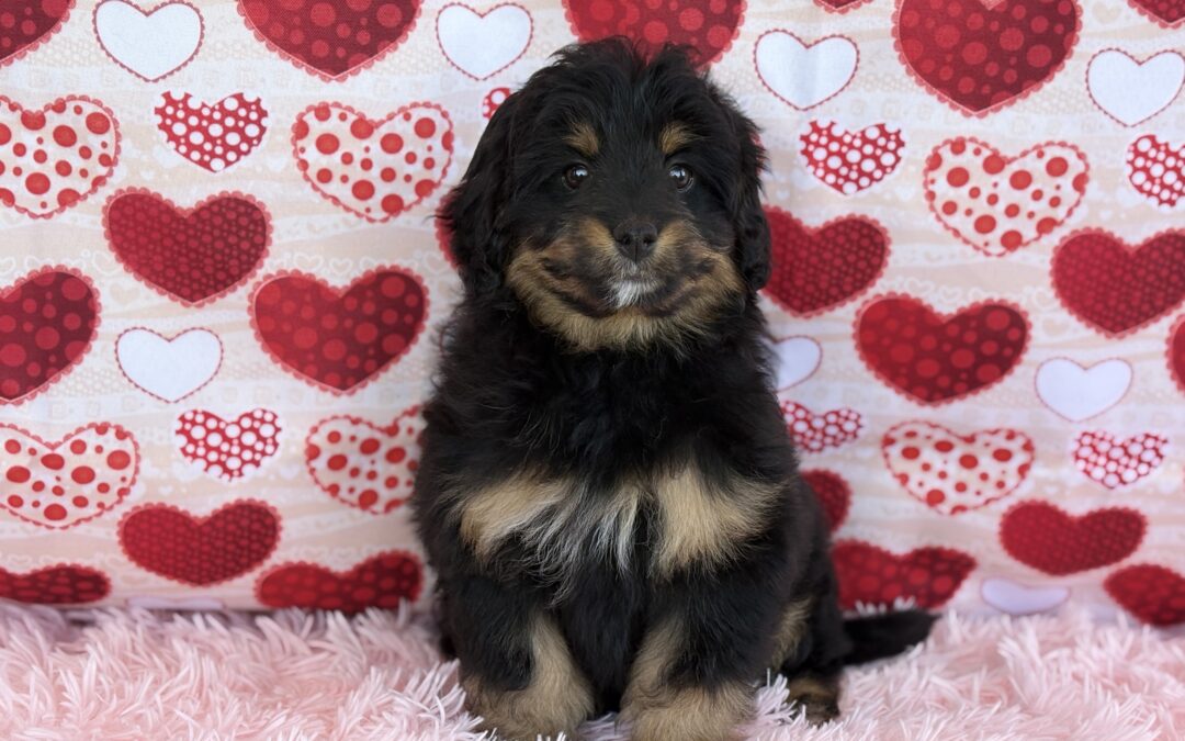 FEMALE MINIATURE BERNEDOODLE PUPPY